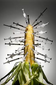 Seed corn vax