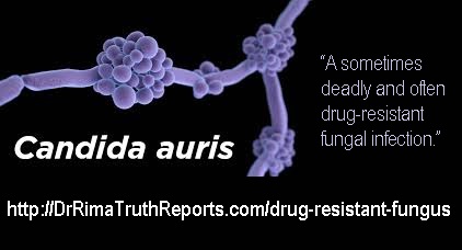candidaauris