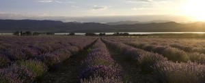 Lavender Fields for Essential Oils